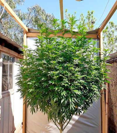 Семена сорта Chemdawg fem (Humboldt Seeds)