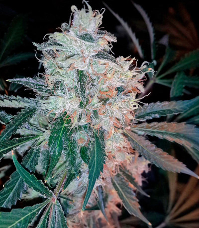 Семена сорта Dr. Greenthumb’s Em-Dog by B-Real fem