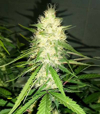 Семена сорта Gran Purple Banner Auto fem (Cali Buds Seeds)