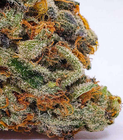 Семена сорта Louis XIII fem (7CH American)