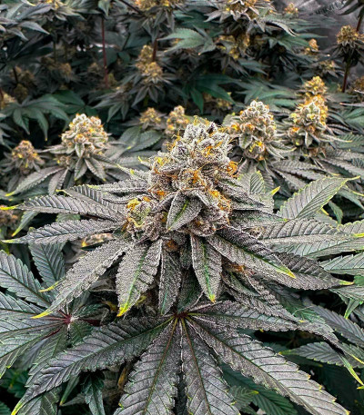 Семена сорта Poddy Mouth fem (Humboldt Seed Company)