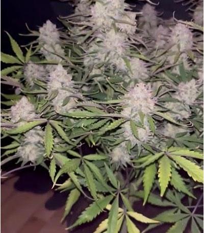 Семена сорта Ztrawberriez Auto fem (FastBuds)