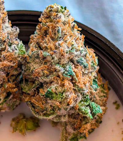 Семена сорта Afghanka Auto fem (Семяныч)