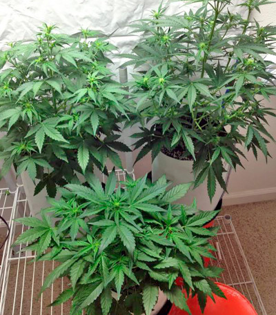 Семена конопли Blue Amnesia XXL Autoflowering