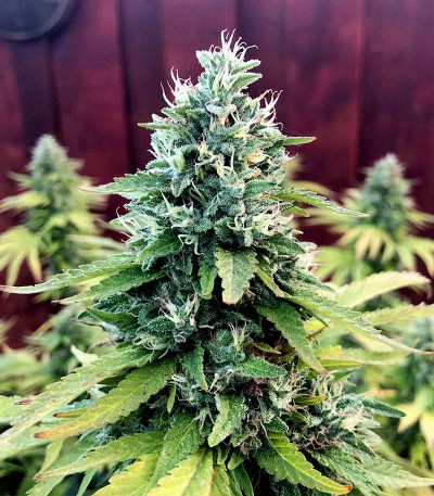 Семена сорта Gorilla Glue #4 fem (Blimburn Seeds)