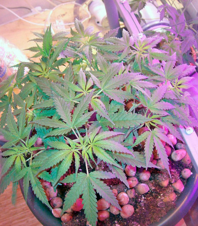 Семена сорта Nefertiti fem (Pyramid Seeds)