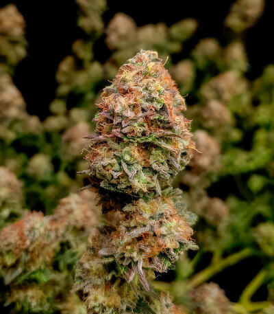 Семена сорта Zkittlez x Grapefruit (7CH Seeds & Cali Buds Seeds)