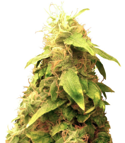 Семена сорта New York City fem (Pyramid Seeds)