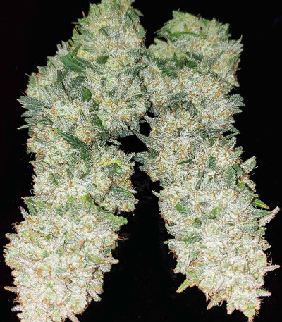 Семена сорта Auto Ak (Auto Ak 47) fem (Семяныч)
