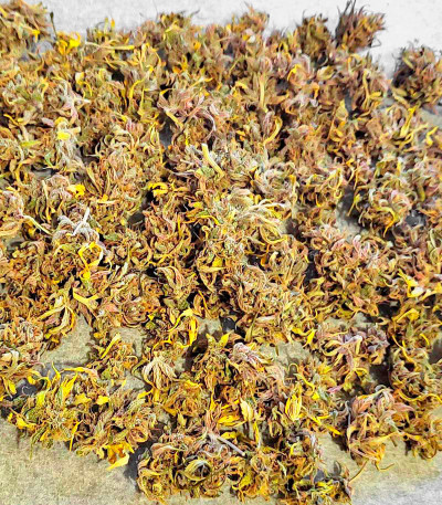 Семена сорта Watermelon Auto fem (Семяныч)