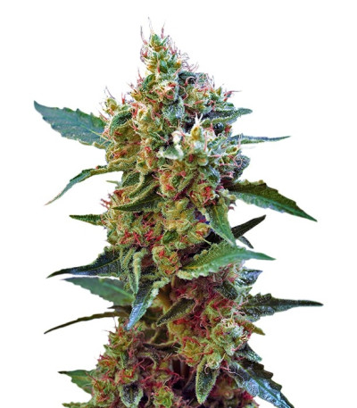 Семена сорта Cream Mandarine XL Auto fem (Sweet Seeds)