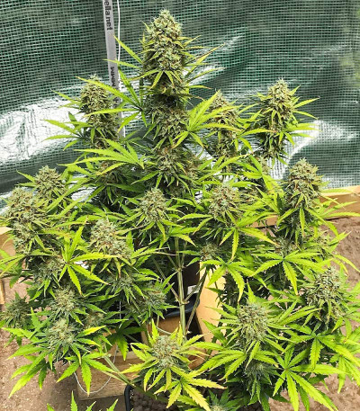 Семена сорта Fast Eddy Automatic CBD fem (Royal Queen Seeds)
