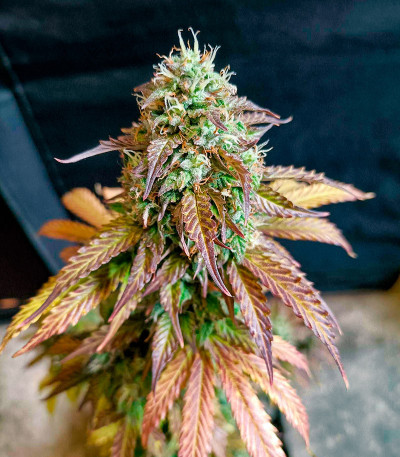 Семена сорта Gelato Auto fem (Herbies Seeds)