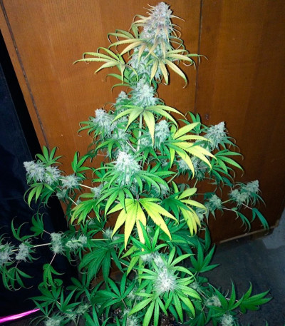 Семена сорта Lemon Shining Silver Haze (Lemon Haze) fem