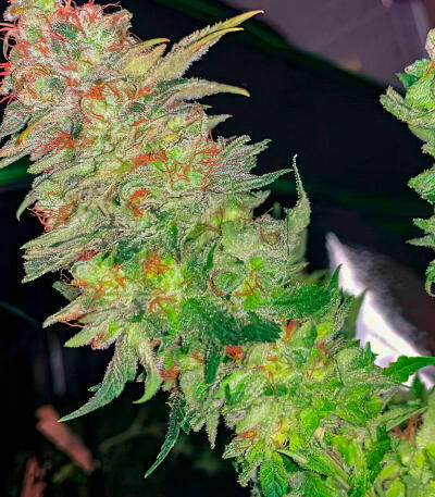 Семена сорта Louis XIII fem (7CH American)