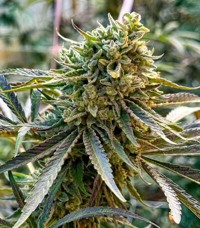 Семена сорта Mandarin Cookies fem (7CH American)