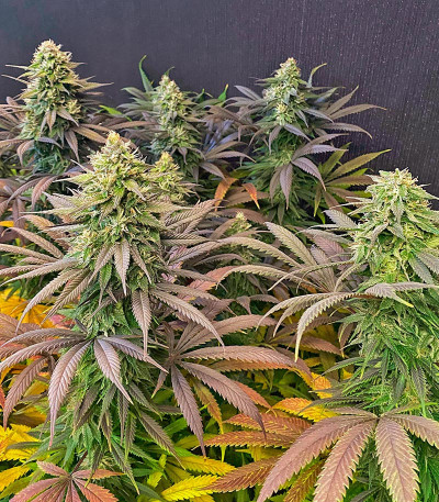 Семена сорта Strawberry Amnesia fem (Herbies Seeds)