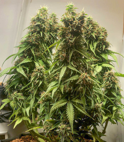 Семена сорта Easy Ryder Auto fem (Семяныч)