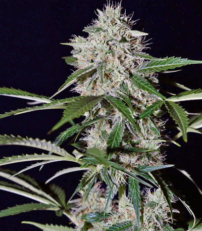 Семена сорта Northern Lights Auto fem (Green House Seeds)