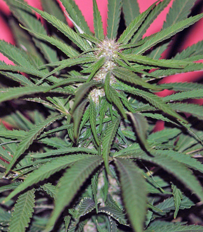 Семена сорта Wild Rose fem (Sweet Seeds)