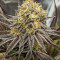 Семена сорта Punch Cookies fem (AlphaFem Seeds)