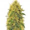 Семена сорта Big Bud fem (Vision Seeds)