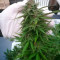 Семена сорта Skunk XL fem (Royal Queen Seeds)