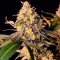 Семена сорта Fullgas fem (Green House Seeds)