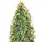 Семена сорта AK-49 Auto Fem (Vision Seeds)
