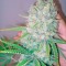 Семена сорта Galaxy fem (Pyramid Seeds)