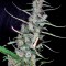 Семена сорта Hawaiian Snow fem (Green House Seeds)