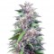Семена сорта Blue Power fem (Vision Seeds)