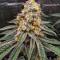 Семена сорта Gator Breath fem (7CH American)
