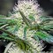 Семена сорта Hashberry reg (Mandala Seeds)
