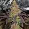 Семена сорта Mandarin Cookies fem (7CH American)