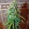 Семена сорта UK Cheese Auto fem (Humboldt Seeds)
