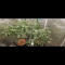 Семена сорта Dark Phoenix fem (Green House Seeds)