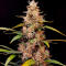 Семена сорта Ultimate Amnesia Haze Auto fem (Семяныч)
