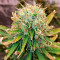 Семена сорта Apple Betty fem (Herbies Seeds)
