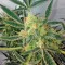 Семена сорта Black Jack Auto fem (Sweet Seeds)