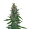 Семена сорта Timanfaya Auto fem (VIP seeds)