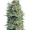 Семена сорта Patagonia Auto fem (Trikoma Seeds)