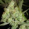 Семена сорта 1024 fem (Medical Seeds)