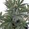 Семена сорта Roadrunner Autoflowering fem