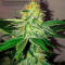 Семена сорта Ultimate Afghan Auto fem (Семяныч)