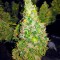 Семена сорта Fruit Punch Auto fem (Heavyweight Seeds)