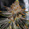 Семена сорта Mandarin Cookies fem (7CH American)