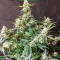 Семена сорта Candy Kush Fast Version fem (Easy Grow Seeds)