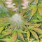 Семена сорта Boy Scout Cookies fem (Kalashnikov Seeds)
