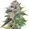 Семена сорта Ice reg (Nirvana Seeds)